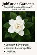 White Fragrant Evergreen Gardenia Live Plant 2 Gallon A31527