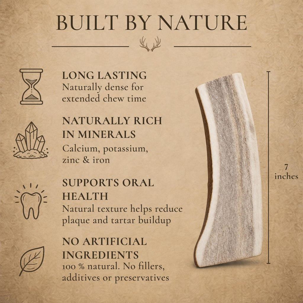 Split Elk Antler for Large Dogs, 2 Pack A223